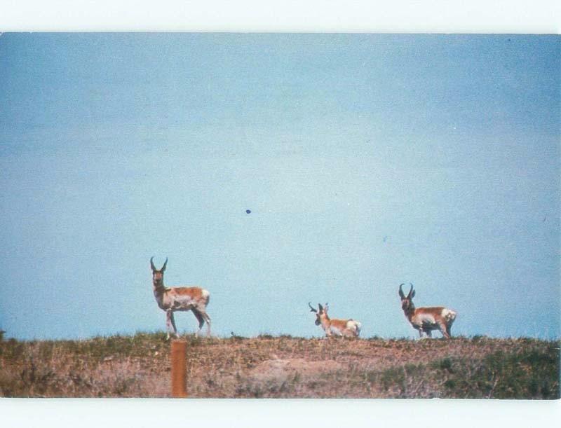 Pre-1980 THE SWIFT AMERICAN PRONGHORN ANIMAL Postmarked Cheyenne WY E9118