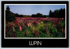 Lupin Growing Wild Along Roads Of Prince Edward Island Canada Chrome Postcard