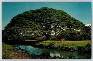 Postcard Hawaii Monkey Pod Tree