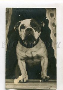 3148059 BULLDOG Vintage PHOTO Rotary PC