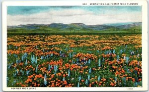 Postcard - Springtime, California Wild Flowers - California