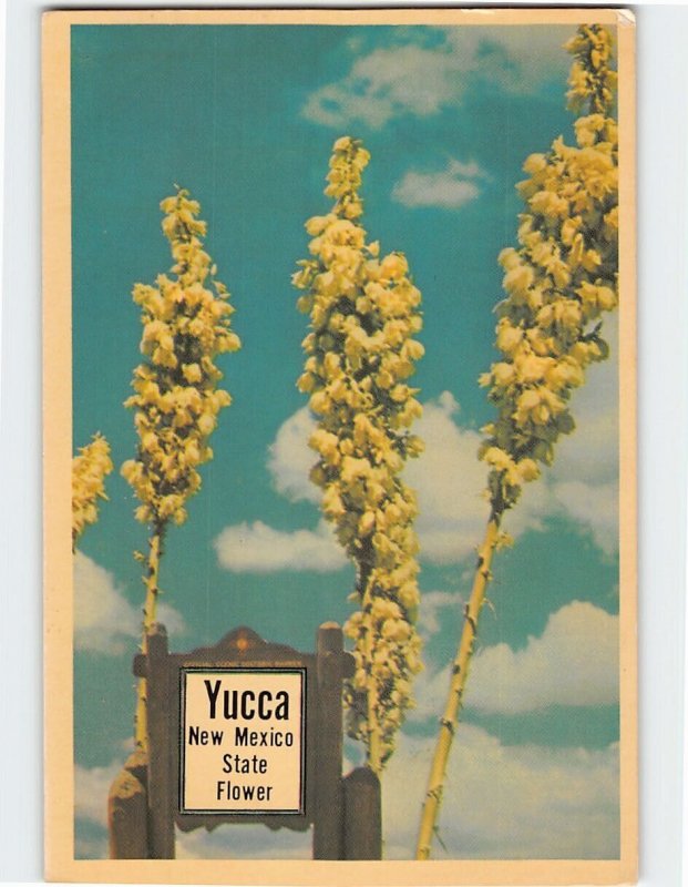 Postcard The Yucca State Flower of New Mexico USA