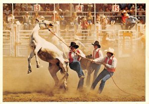 Calgary exhibition and stampede Wildhorse race Cowboy Unused 