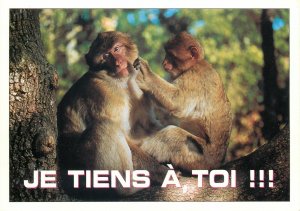 Cameleon Postcard Monkey Humour Text Romania Love Me As I Am Hippostcard