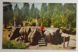 Mark Twain Stump Kings Canyon National Park Vintage Postcard