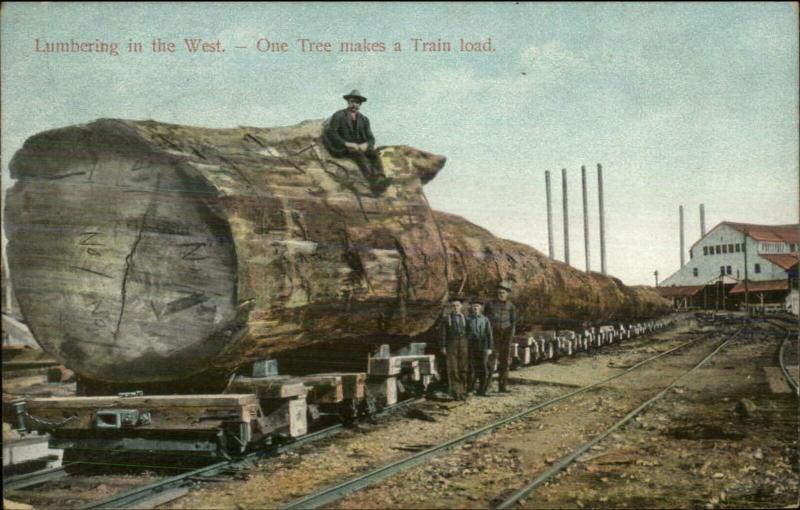 Washington or Oregon Logging Industry Train Car Giant Logs c1910 Postcard