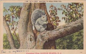 New Jersey Greetings From Scotch Plains 1942