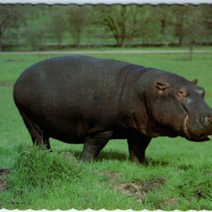 c1980s Pub. Winston, OR Hippopotamus Wildlife Safari Zoo Park Hippo 4x6 PC M15