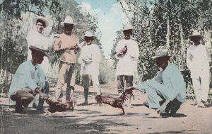 Philippine Islands Cock Bird Fight Blood Sports Old Postcard
