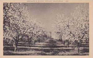 Califorinia Merced Orchard In Bloom Artvue