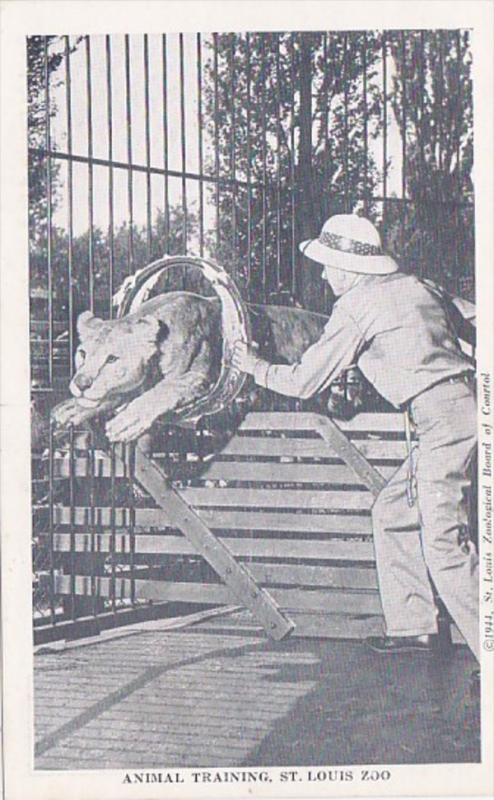 Missouri St Louis Animal Training Lions St Louis Zoo