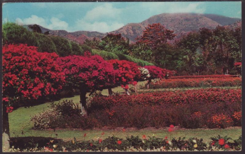 Royal Botanical Gardens,Kingston,Jamaica Postcard BIN