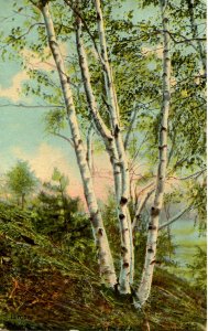 White Birches in New Hampshire