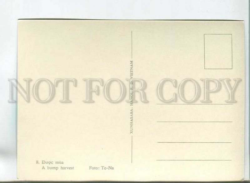 180230 VIETNAM A bump harvest old postcard