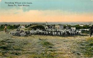 NM-SANTA FE-THRESHING WHEAT WITH GOATS-FARMING-EARLY-R72977