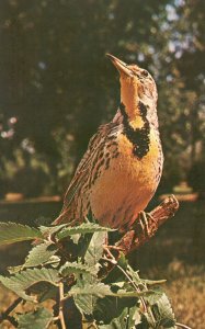 Vintage Postcard North Dakota State Bird Meadowlark Spring Call