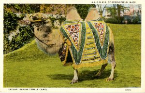 MA - Springfield. Melha Shrine Temple Camel, A.A.O.N.M.S.