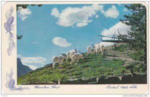 Mountain Goats, Rocky Mountain, CANADA, 40-60's