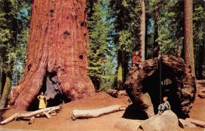 CA, California GENERAL LEE TREE~FALLEN MONARCH Mom & Kids KINGS CANYON  Postcard