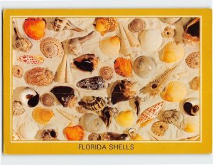 Postcard Florida Shells, Florida