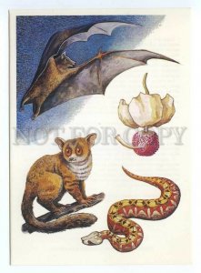 152665 Fruit BAT Baobab Snake Galago old Color PC