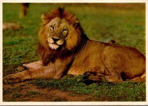 Lion South African Game Preserve South Africa