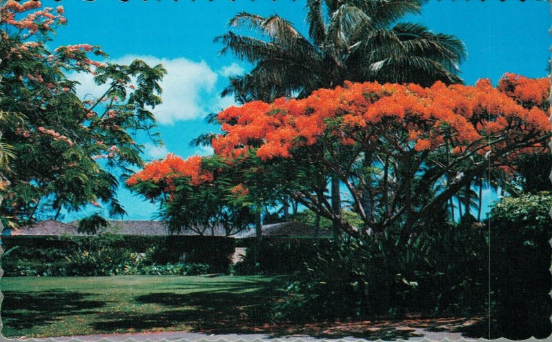 Hawaii Royal Poinciana Postcard 07.46
