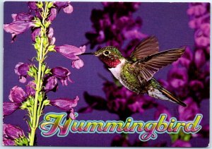 Postcard - Broad-Tailed Hummingbird (Selasphorus Platycercus)