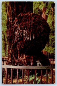 Santa Cruz California Postcard Henry Cowell Redwoods State Park Giant Burl c1960