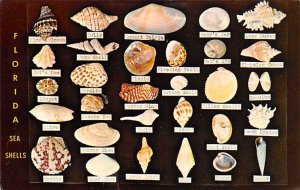 Florida Sea Shells Dodson's Shell Shop View Images 