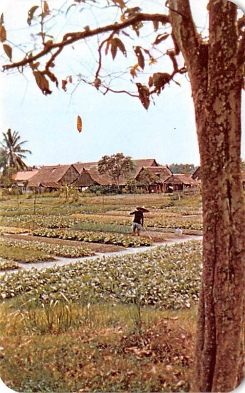 Market Garden Singapore Unused 