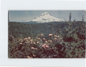 Postcard Mt. Hood And Rhododendron Oregon USA