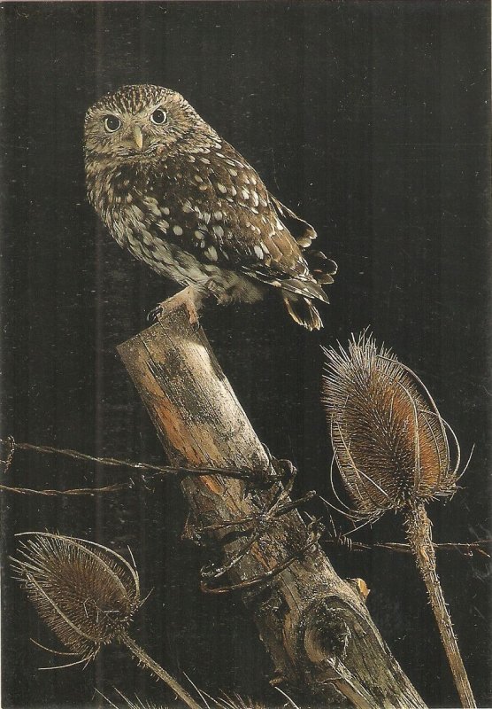 Little Owl Bird Nice modern Spanish photo postcard