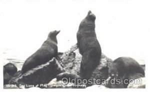 Sea Lions, Oregon Coast Highway Unused 