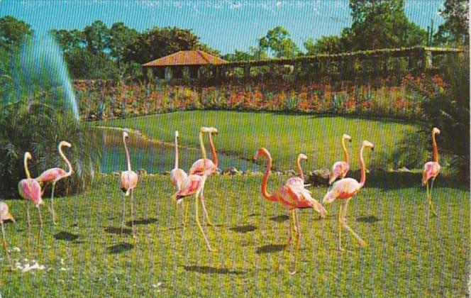 Florida Miami Flamingos Parrot Jungle Red Road