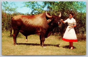 Animal~Cimarron Ranch Worlds Largest Steer @ Scottsdale Arizona~Vintage Postcard