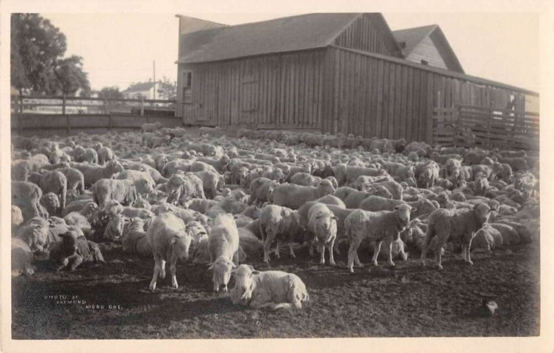 Moro Oregon Sheep Ranch Real Photo Vintage Postcard AA44143