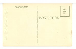 MA - Cape Cod. Rambler Roses