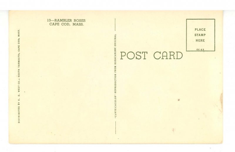 MA - Cape Cod. Rambler Roses