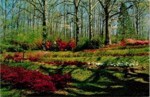 South Springtime Azaleas Dogwood Plants Bruce Miley Scenic Vintage Postcard