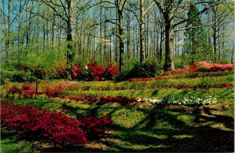 South Springtime Azaleas Dogwood Plants Bruce Miley Scenic Vintage Postcard