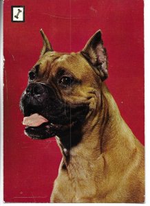 Animals. Boxer Dog Modern Spanish photo postcard 1970s