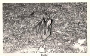 Postcard Real Photo Brown Rabbit in Field RPPC