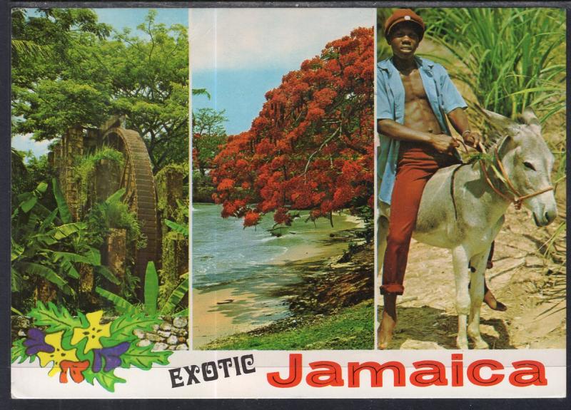 Multi-View Jamaica BIN