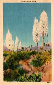 Cactus Yucca In Bloom 1944