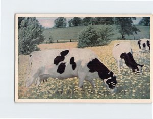 Postcard The Dairyland of America, Wisconsin