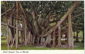 Giant Banyan Tree in Florida Sprouts from a Single Seed
