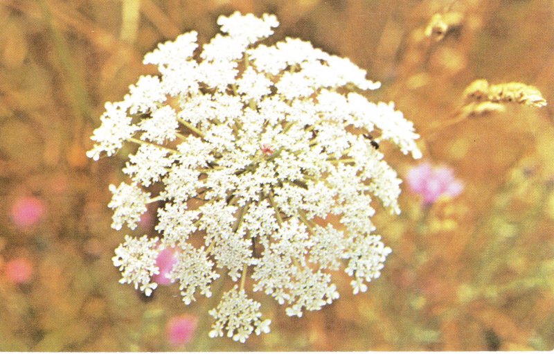 PC6408 QUEEN ANNE'S LACE. WILFFLOWERS OF WISCONSIN