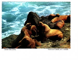 Steller Sea Lions, Vancouver Island. British Columbia