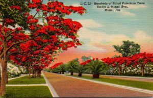 Florida Miami Royal Poinciana Trees Bordering South Miami Avenue Curteich